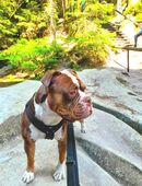 Old Englische Bulldogge (Bazi) in 92237