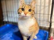 Handicap Katze Katinga - Grevenbroich