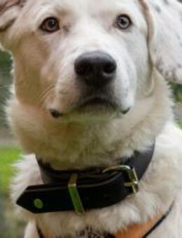 Wer hat ein Körbchen für Azzuro frei? - München