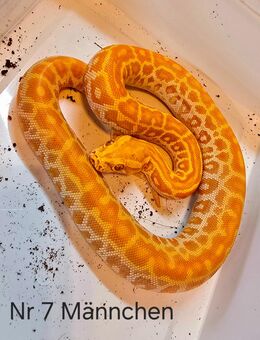 Tigerpython Pearl 1.0 ENZ 24 - Kirchhain