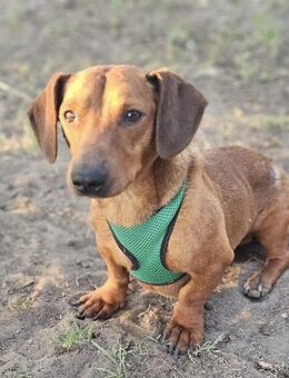 Der aufmerksame Jeppe möchte lernen - Schafflund