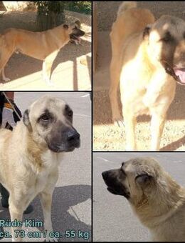Kim Kangal Mischling Rüde sucht - Margetshöchheim