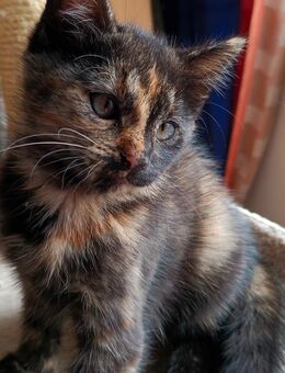 Kitten Mix EKH Schildpatt und roter Kater - Wendelstein