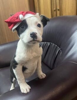 Axy soll nicht in Rumänien aufwachsen - Blankenheim (Nordrhein-Westfalen)