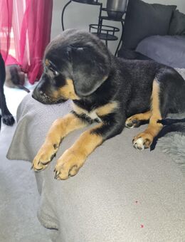 Labrador Mix Welpe in liebevolle Hände abzugeben - Hillesheim (Landkreis Mainz-Bingen)