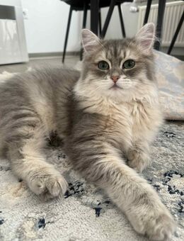 Kater zu verkaufen - Uetersen