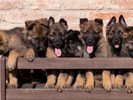 Deutscher Schäferhund Welpen Topverpaarung DDR gerader Rücken Papiere Leistungslinie - Essenbach