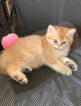 Reinrassige BKH-Kitten (black golden shaded & black golden tabby ticked) mit Stammbaum - Baden-Baden