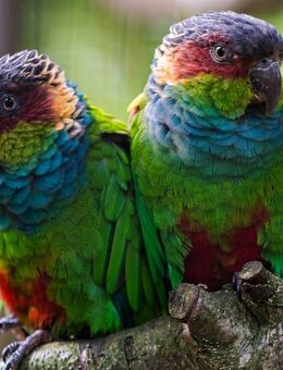 Blaulatzsittiche Pyrrhura cruentata - Groß Miltzow