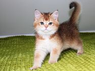 Bkh Kitten golden shaded Junge Mädchen mit Stammbaum - Petersberg (Hessen)