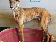 Ein toller Galgo namens Gardenio 3/21 ES - Ruppertsecken