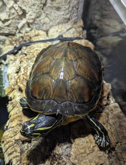 Wasserschildkröte Ouachita-Höckerschildkrören - Brackenheim