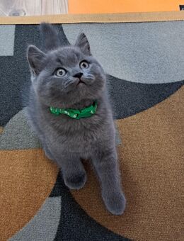 Bkh kitten reinrassige kurzhaar. - Osnabrück