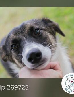 Fizz: Hundekind sucht ein Zuhause - Kirchzell