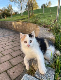 Babykatzen - Legau