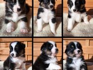 Wunderschöne Australian Shepherd Welpen zu verkaufen - Wunstorf