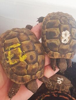Breitrandschildkröten und Griechische Landschildkröten - Freilassing