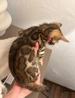 Reinrassige Bengal Kitten - Laufach