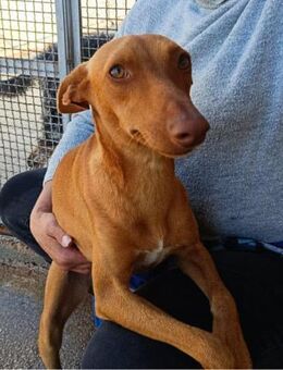 Corinne Notfall im Canile - Bad Vilbel