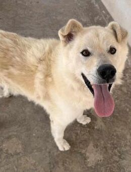 Simba lebt auf einer Dachterrasse - Bad Vilbel