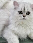 Reinrassige Perserkätzchen chinchilla, Silver shaded, Perserkitten in 65428