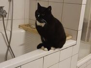 Katze sucht liebe volles neues zuhause - Windeck