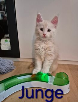 Maine Coon Kitten - Lotte