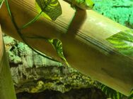 Phelsuma Taggecko Weiblich adult - Erfurt
