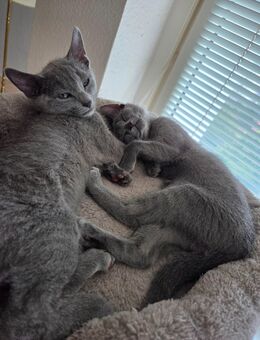 2 Kitten ! 1 Junge und 1 Mädchen - Berlin