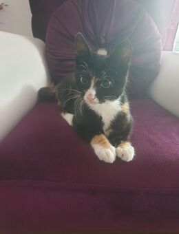 BKH Kitten abzugeben - Bad Bramstedt