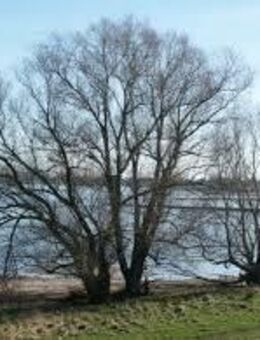 Besonderes Haus am Elbdeich in Seevetal-OT Over zu verkaufen - Seevetal