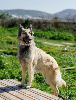 Lisa, Herz auf vier Pfoten, ca. 5 Jahre - Vaterstetten