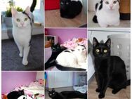 Mehrere Katzen von Tierschutz suchen ihr Zuhause - Kusel