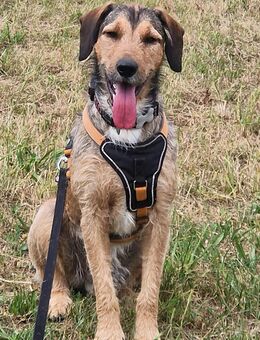 Joachim (Griffon-Mix) sucht auf diesem Weg ein tolles Zuhause bei passenden Menschen.... - Hünfelden