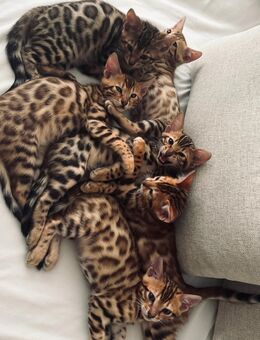 Wundervolle Bengal kitten - Duisburg