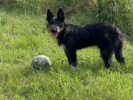 Zorro wartet auf sein Glück - Nordwalde