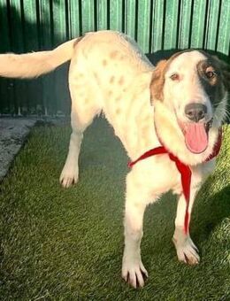 Nadia - freundlich & sozial - Koblenz