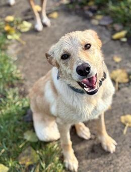 Stella - aktive junge Hündin sucht - Berlin