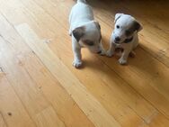 Welpen Jack Russell Terrier reinrassig ( mit den kürzeren Beinen) - Erlangen