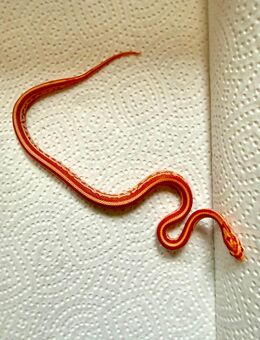 Kornnatter NZ 2025 Amel Tessera - Großengottern