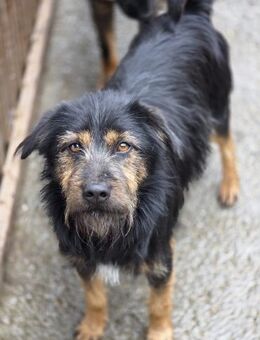 Gepeto - freundlicher Rüde sucht Zuhause - Hausen (Würzburg)