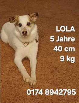 Lola sucht ihr Kuschelkörbchen - Kreuth