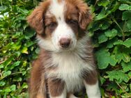 Reinrassige Australian Shepherd Welpen mit ASCA Papieren - Selm