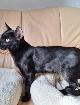 Noch 1 seltener Bengal Kater Abholbereit mit Stammbaum + Gesundheitszeugnis! - Haßloch