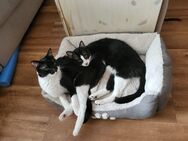 Spike und Georgie aus dem Tierschutz - Bonn