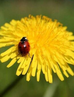 Ich mache ihren Garten fit - Krefeld