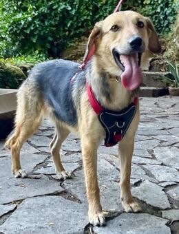 Tolle Lilly sucht zuhause - Margetshöchheim
