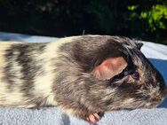 Cuy Meerschweinchen Böcke abzugeben - Gelsenkirchen Ückendorf