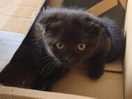 Katzenbaby (16 Wochen) mit gefalteten Öhrchen – sucht liebevolles Zuhause 🐾 - Magdeburg