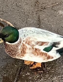 Zwergenten - Blomberg (Niedersachsen)